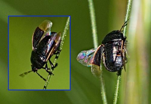 Réf. 342 809 : Legnotus limbosus
